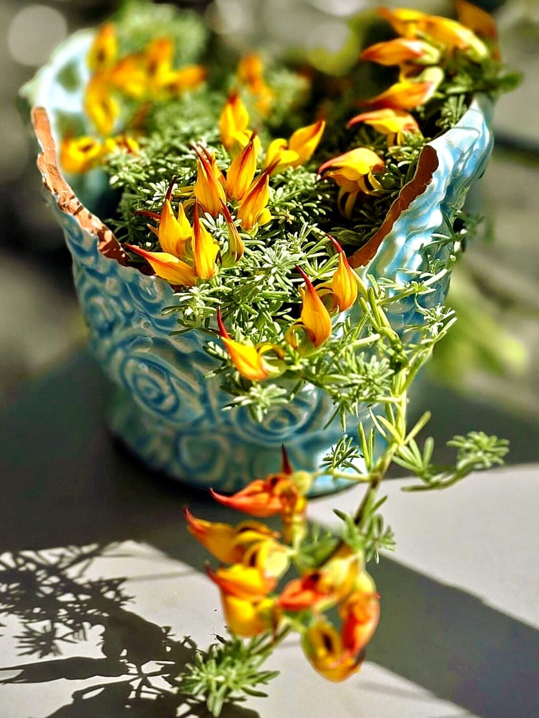 Flamboiement Éphémère_improve