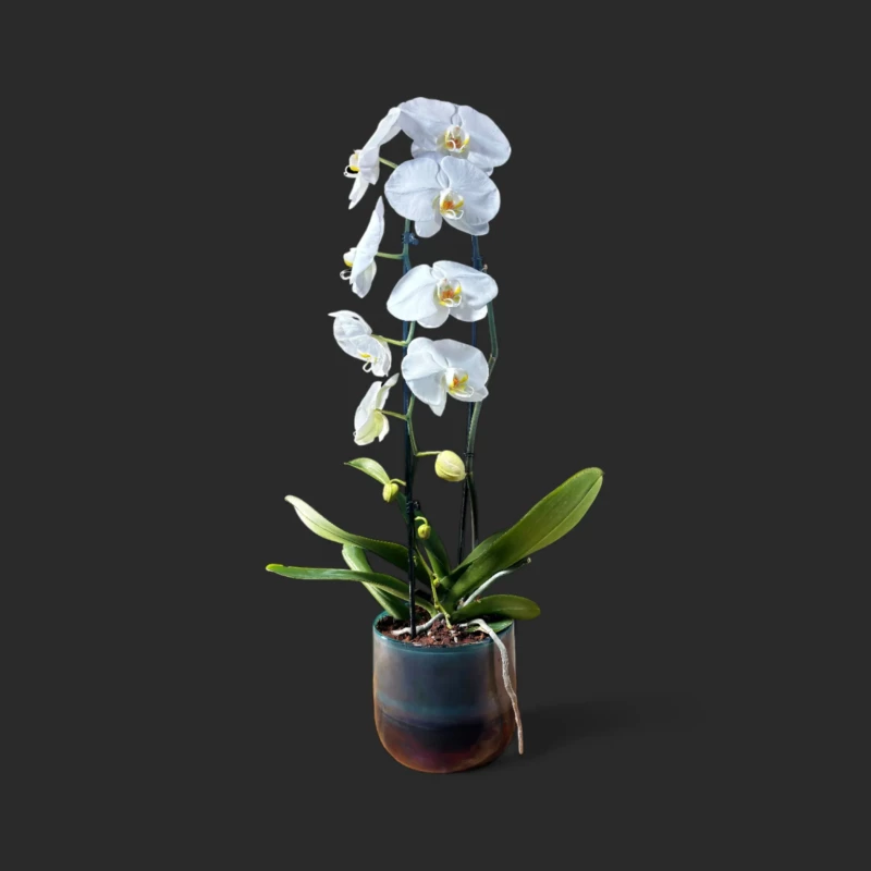 orchidée blanche Genève en pot céramique, phalaenopsis deux tiges, fleurs immaculées au cœur jaune-orangé