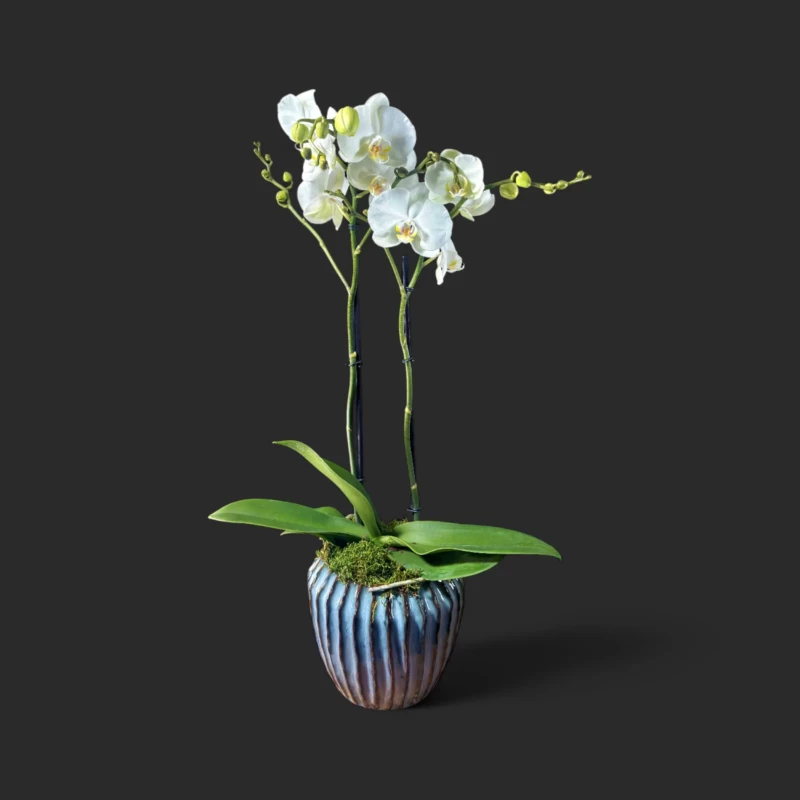 orchidée blanche Genève en pot céramique bleu-vert, phalaenopsis deux hampes, fleurs satinées et mousse décorative